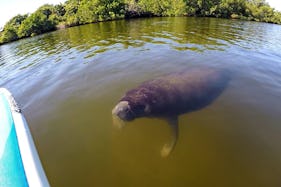 Clear Kayak and Paddleboard rentals! Guided Eco Tours for the whole family!!