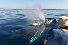 Whale Watching with Tour photos included on  26 ft Panga