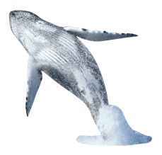 whale